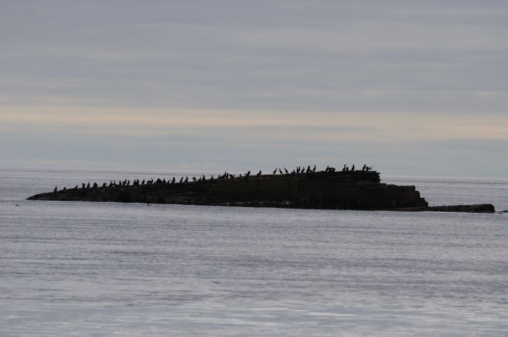 Cormorani sincronizzati